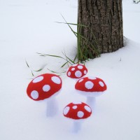 mushrooms 1