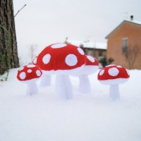 mushrooms 3