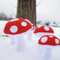 mushrooms 4